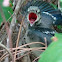Blue Jay