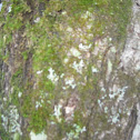 Map Lichen