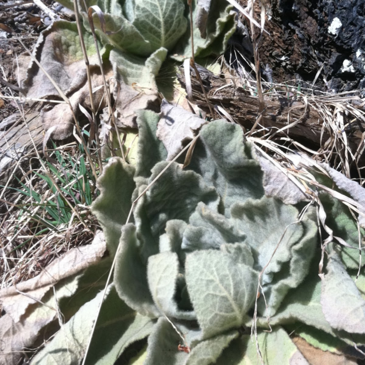 Mullein