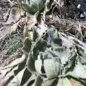 Mullein