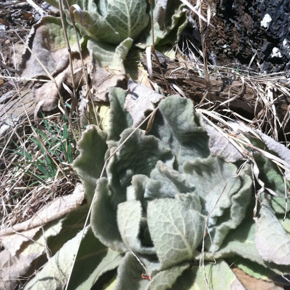 Spotting Image 1