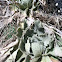 Mullein