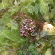 Alga coralina