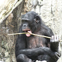 Bonobo