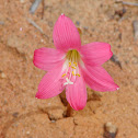 onion-of-lizard (Cebola-de-calango)