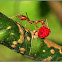 Hantik, Weaver Ants