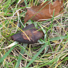 Gill fungi