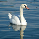 Mute Swan