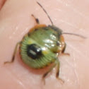 Beetle