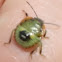 Beetle