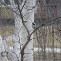 Chickadee