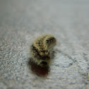 Purple Tiger moth larvae