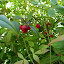 eatsts's Frontyard garden