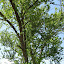 eatsts's Under the Maples garden