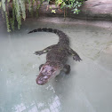 American Alligator