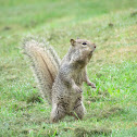 California Ground Squirrel