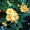 Primula