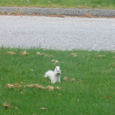 A White Squirrel in my Connecticut Yard