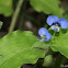 Dayflower