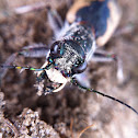 Crimson salt flat tiger beetle