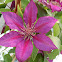 Clematis