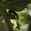 Ornate Shield Bug