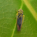 Leafhopper