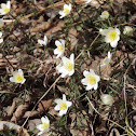 Wood Anemone