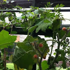 Naranjilla