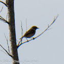 Stonechat