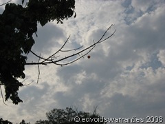 Bobber in a Tree