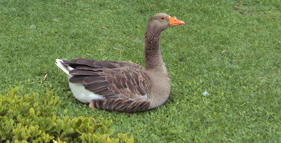 Spotting Image 1