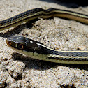 Western Ribbon Snake