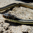 Western Ribbon Snake