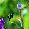 Canivet's Emerald or Fork-tailed Emerald