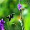 Canivet's Emerald or Fork-tailed Emerald