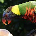 Rainbow Lorikeet