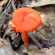 Cinnabar red chanterelle