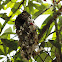 Sunbird Bird nest
