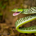 Green vine snake