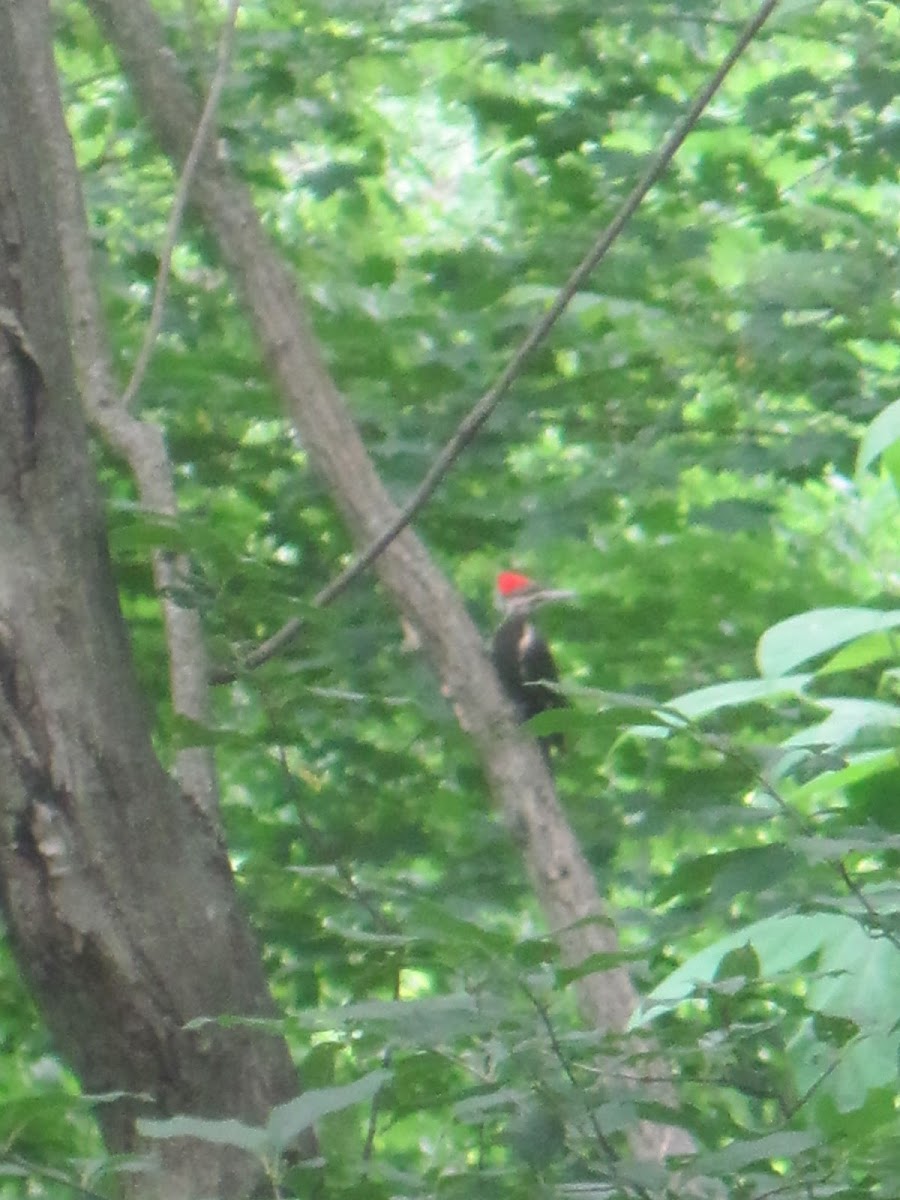 Pileated Woodpecker