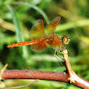 Ditch Jewel