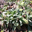 Lamb's-ear