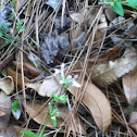 Lyreleaf sage