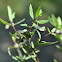 Narrow-Leaved Cow-Wheat