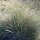Spanish Plants and Tradition