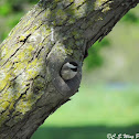 Carolina Chickadee