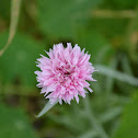 Chives?