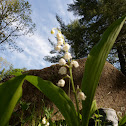 Lilly of the Valley
