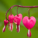 Bleeding heart